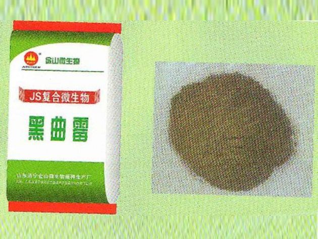 點(diǎn)擊查看詳細(xì)信息<br>標(biāo)題：黑曲霉 閱讀次數(shù)：2034